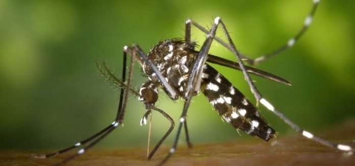 Mosquito control singapore