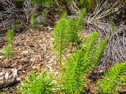 Field horsetail, Genmedicare, Field horsetail, mens health