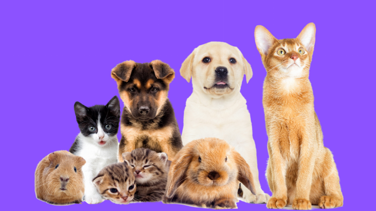 What Does Pet Pals Do?